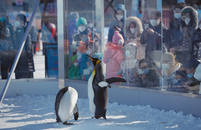 1月2日，陶然亭公园冰雪嘉年华，游客带孩子欣赏企鹅。资料图片/新京报记者 薛珺 摄