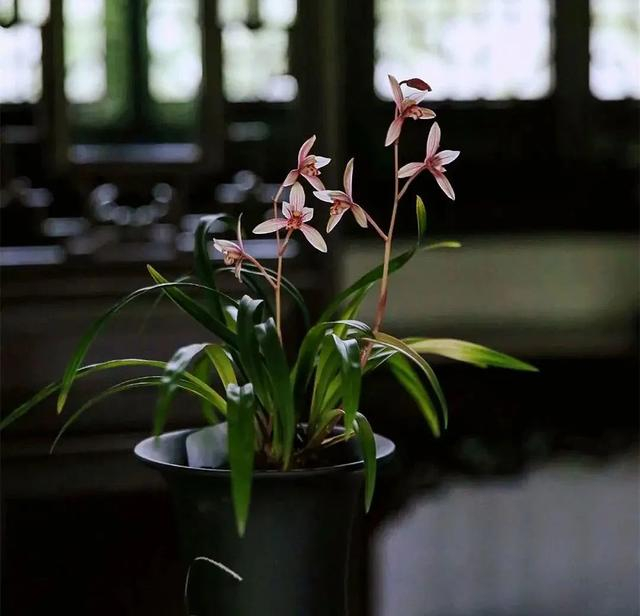 兰花 图片来自苏州博物馆