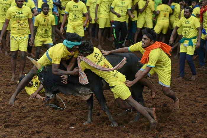 　当地时间2021年1月15日，印度马杜赖郊区Palamedu村举行年度驯牛活动。图/视觉中国