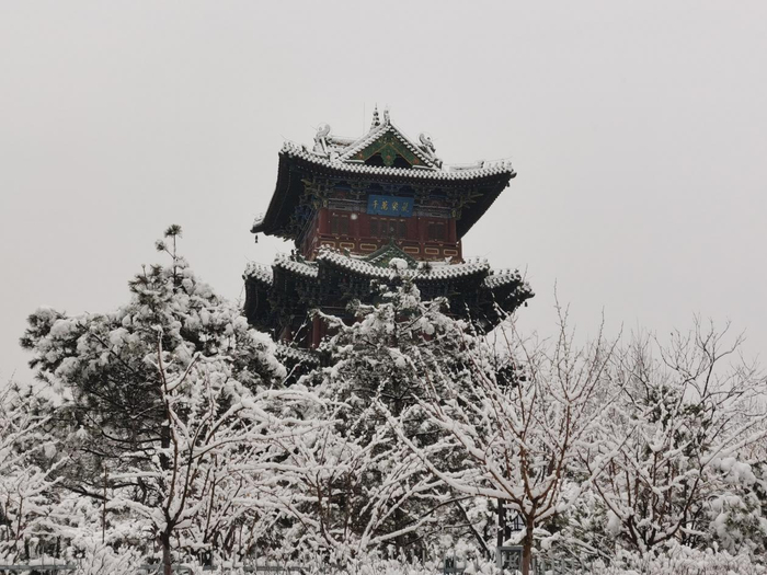 山西再迎春季大雪  雪满枝丫现别样美景