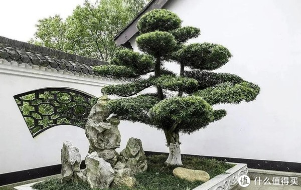 “院中树,别乱种!”4种树寓意“吉祥富贵”,古代大户人家都爱|桂花树|桂花|柿子树|柿子|院子_新浪新闻