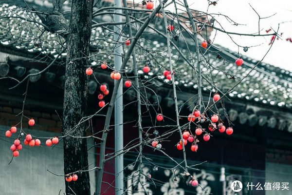 “院中树,别乱种!”4种树寓意“吉祥富贵”,古代大户人家都爱|桂花树|桂花|柿子树|柿子|院子_新浪新闻