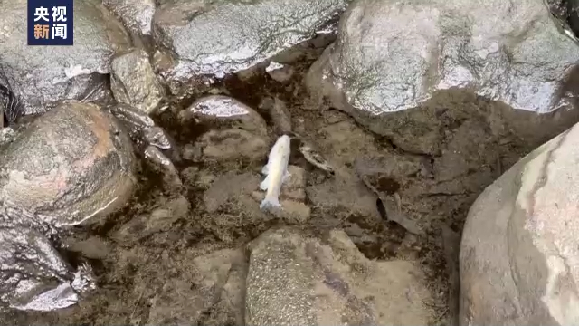 　美国俄亥俄州，列车脱轨事件发生后，附近河里出现死鱼。图片来源：央视新闻