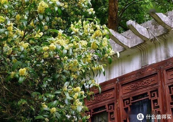 “院中树,别乱种!”4种树寓意“吉祥富贵”,古代大户人家都爱|桂花树|桂花|柿子树|柿子|院子_新浪新闻