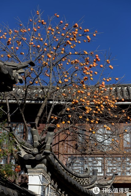 “院中树,别乱种!”4种树寓意“吉祥富贵”,古代大户人家都爱|桂花树|桂花|柿子树|柿子|院子_新浪新闻