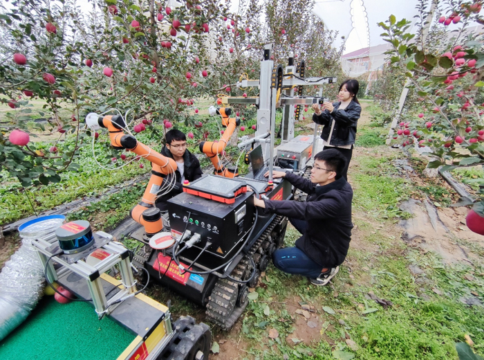 团队的研究生们正在白水苹果试验示范站调试苹果双臂采摘机器人系统。