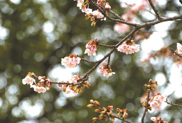             顾村公园三号门入口，一株寒樱绽蕾吐芯  杨建正  摄          