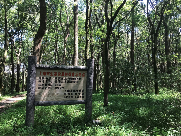 奉贤区抚育示范点