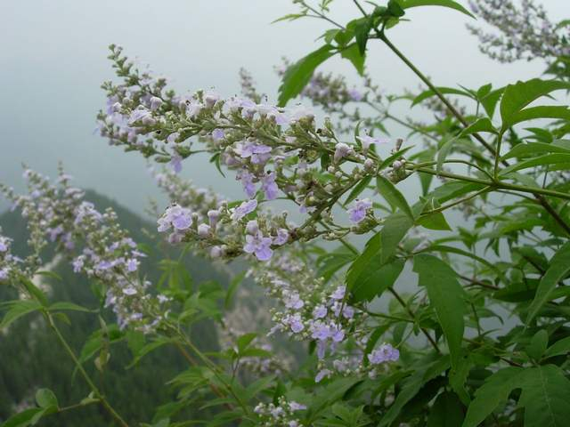 农村随处可见的黄荆树,除了当柴火,还有8大妙用,很多人不知道|作用|植物|盆栽|蚊子|朋友_新浪新闻
