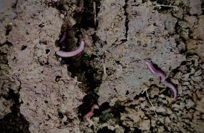 土地里的蚯蚓 受访者供图