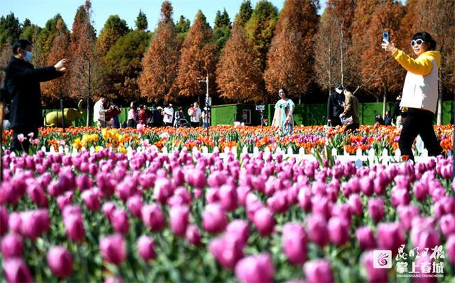 捞鱼河公园的100万株郁金香。记者赵伟摄