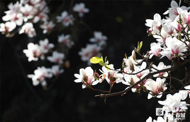 昙华寺公园的玉兰花。记者赵伟摄