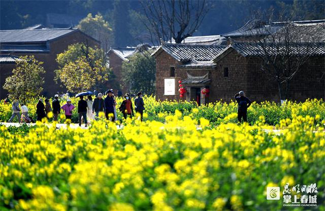 呈贡区卧龙古渔村6.6万平方米的油菜花也竞相开放。记者赵伟摄
