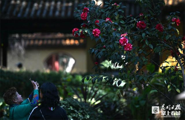 昙华寺公园的茶花。记者赵伟摄