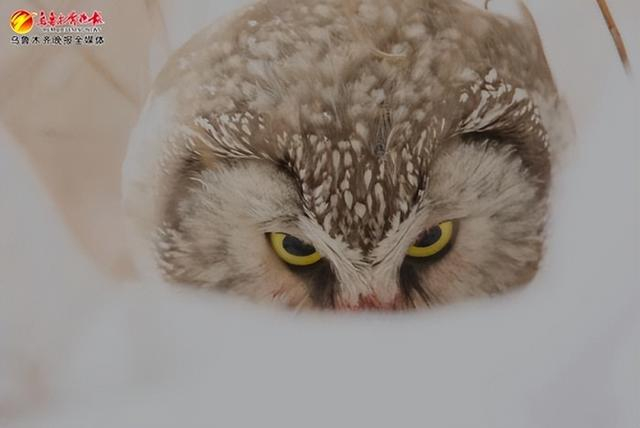 观鸟爱好者赵春辉在乌鲁木齐雅山拍摄的鬼鸮。受访者供图