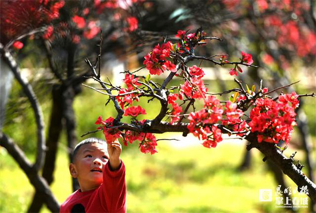 昙华寺公园的木瓜花。记者赵伟摄