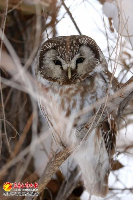 观鸟爱好者赵春辉拍摄的鬼鸮。受访者供图