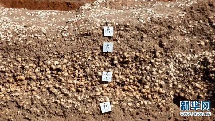 螺蛳壳与灰土层层交替堆叠形成文化层（摄于2月7日）。新华网 罗春明 摄