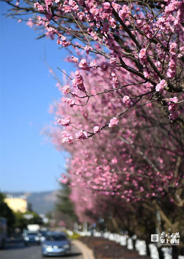 龙泉路上梅花开。记者赵伟摄