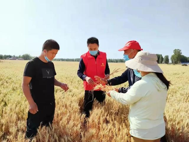 在河南南阳唐河县，保险业务员在田间核实受灾情况。资料图