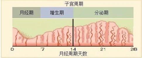 月经