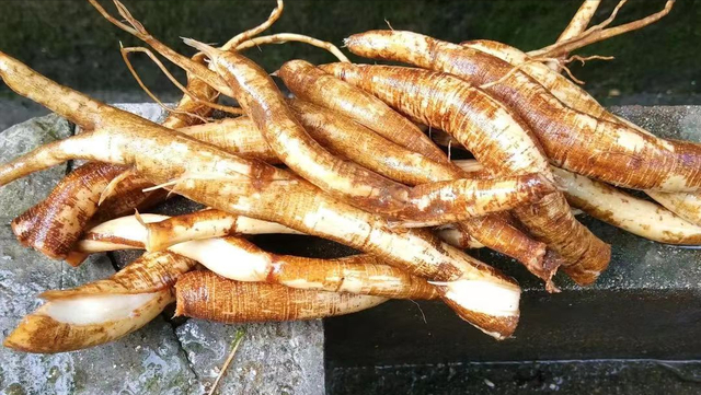 农村地边常见苎麻,有中国国宝,千年不烂软黄金的称号,保护好它|柴火|叶子|野草|猪|价值_新浪新闻