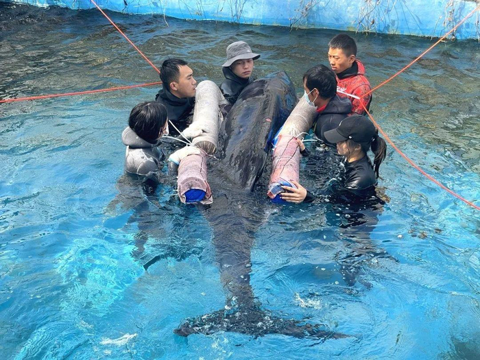 专业人员在看护受伤的侏儒抹香鲸。图片来源：蓝丝带海洋保护协会