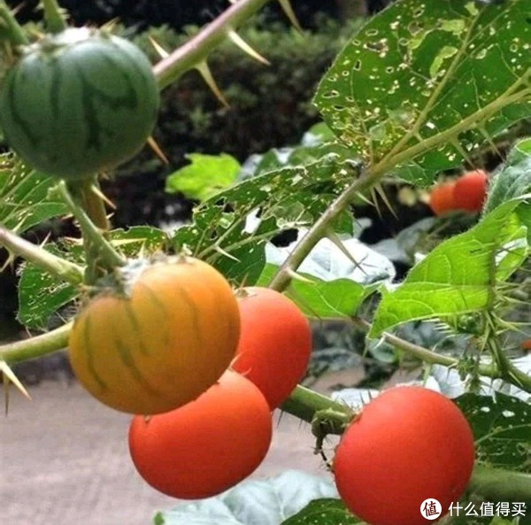 4种“夺命果”不要养，家里要有赶快扔，谁不听劝谁吃亏