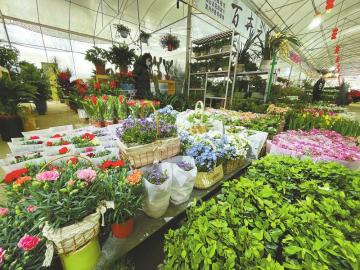 2月14日，成都市青羊区清波花市的销售摊位前，市民在选购花卉。 四川日报全媒体记者 王培哲 摄