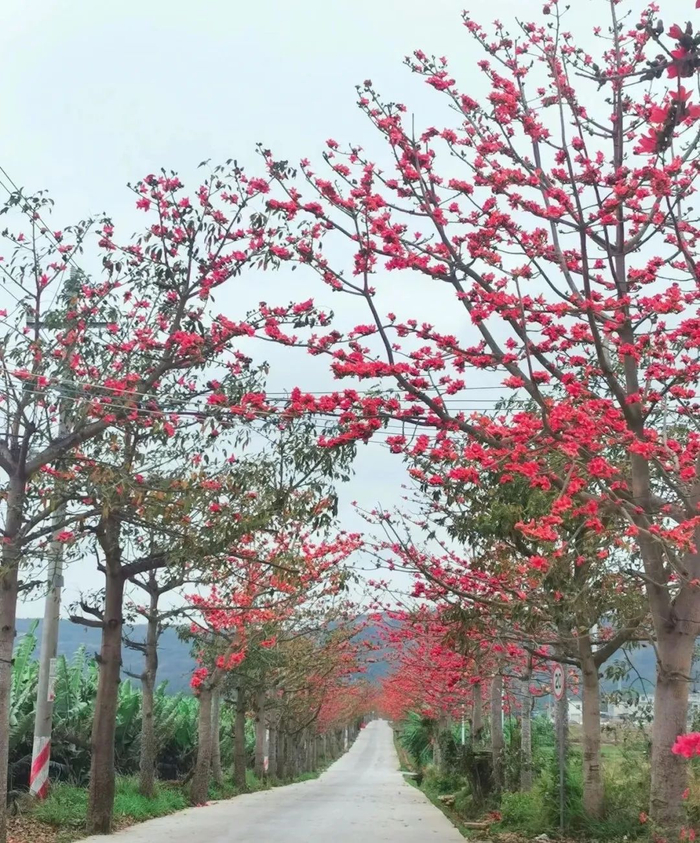 乌烈镇峨港村，进村道路两旁的木棉树/图@晶酱的小红book