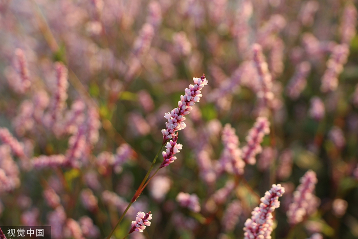 湖北孝感，涢水国家湿地公园水蓼花盛开。