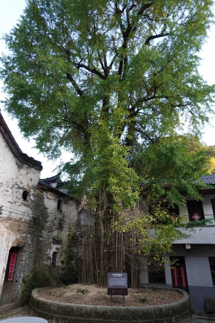 图八 武义少妃白果亲娘（赵晓梅摄，2021年）