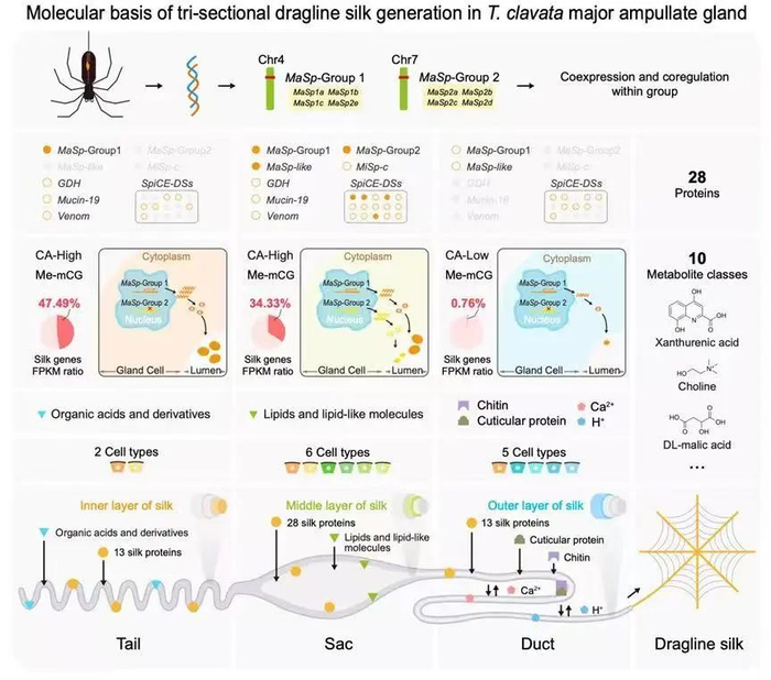 蜘蛛大壶状腺三阶合成牵引丝纤维的分子模式图 西南大学供图