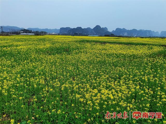 花海与远处山峰共同勾勒出一幅春日美景图