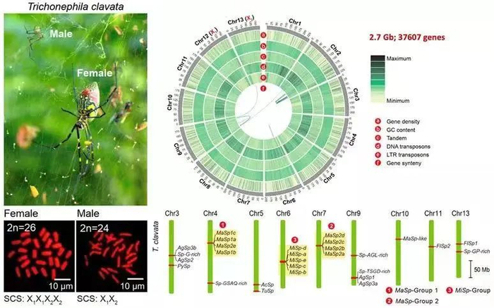 棒络新妇蜘蛛基因组结构特征 西南大学供图