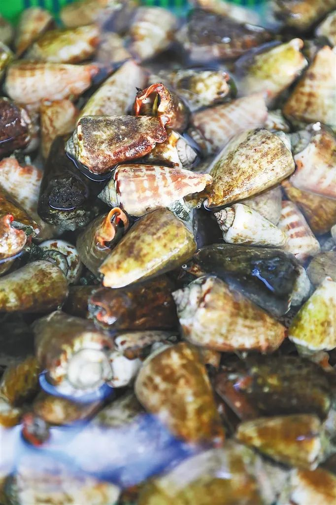 海口火车头万人海鲜广场销售的红口螺。 海南日报记者 李天平 摄