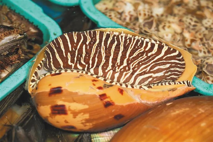 椰子螺。海南日报记者李天平摄