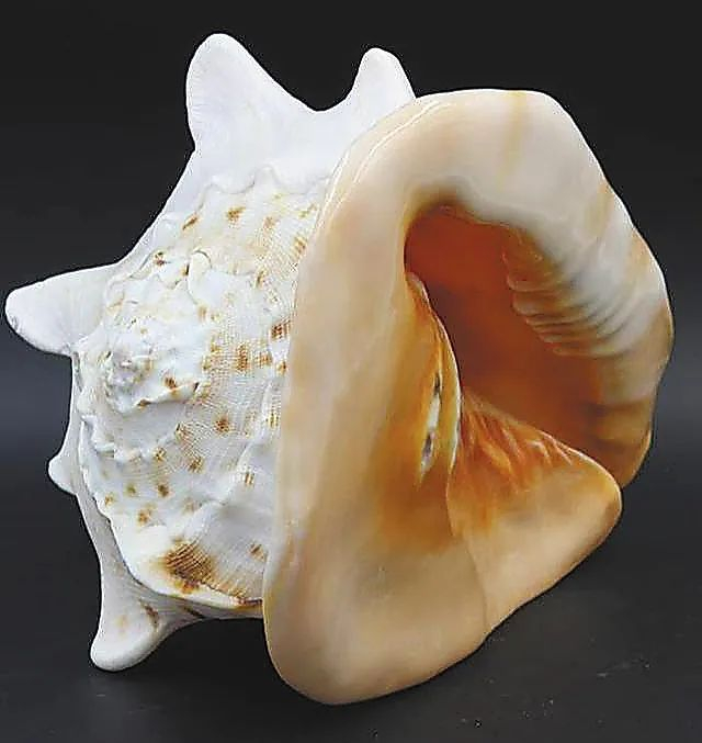 唐冠螺。（国家二级保护动物）