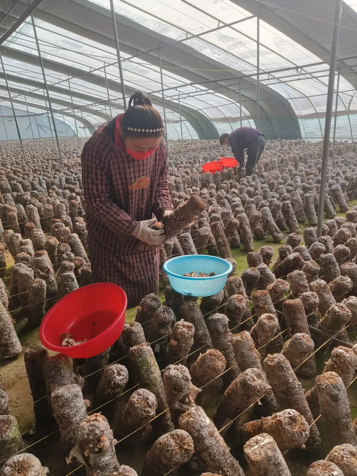 用梨树枝碎木屑制作成菌棒培养基，长出的香菇有股梨香味。