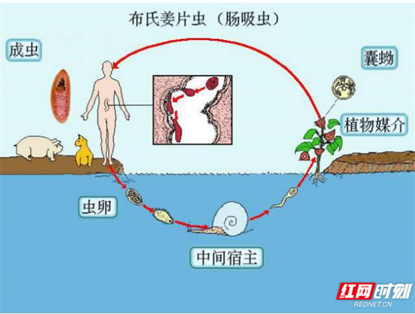 seo寄生虫最快排名
