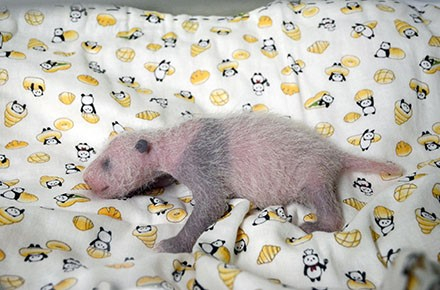 香香出生第10天。&nbsp;/上野动物园&nbsp;