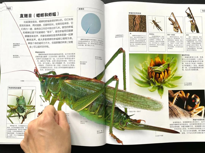 三维复原图、示意图、剖面图等科学绘画，展现每一处无法用镜头记录的细节。