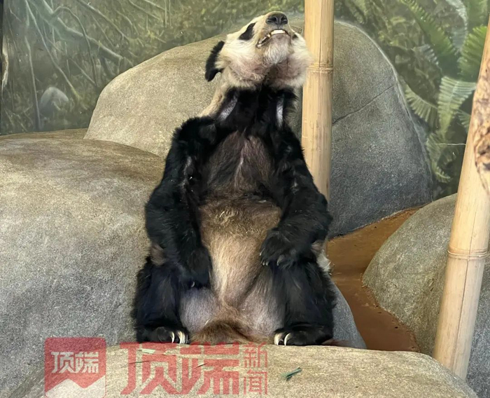 丫丫脸部凹陷、毛色发黑