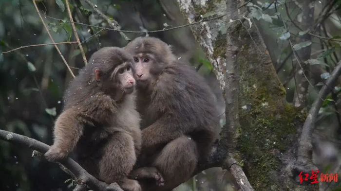 ↑峨眉山灵猴 图据景区