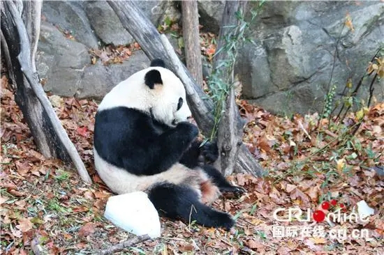 ▲贝贝回国前在美国国家动物园最后亮相。