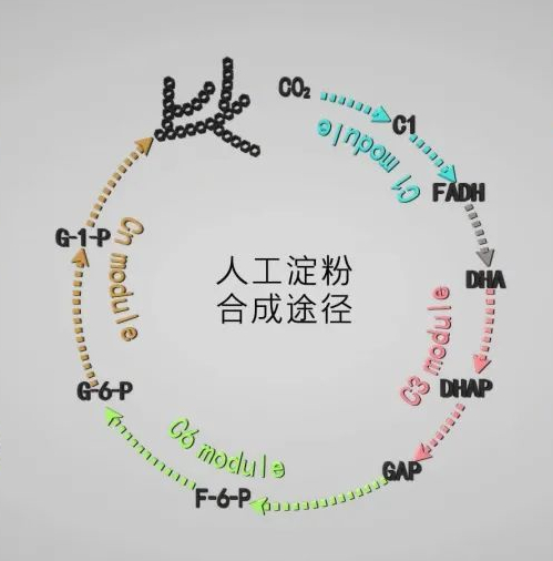 ▲二氧化碳人工合成淀粉原理图