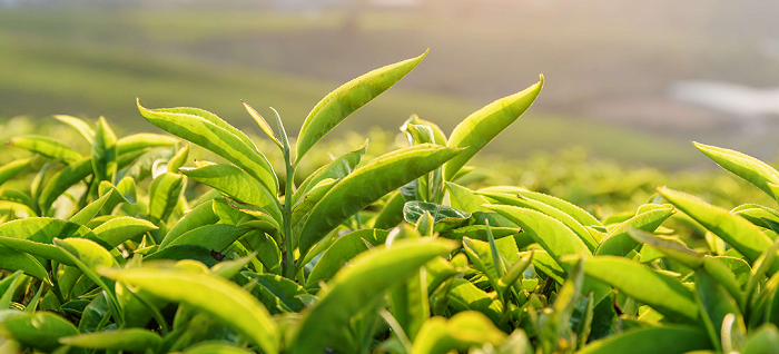 图片来源：Yogi Tea