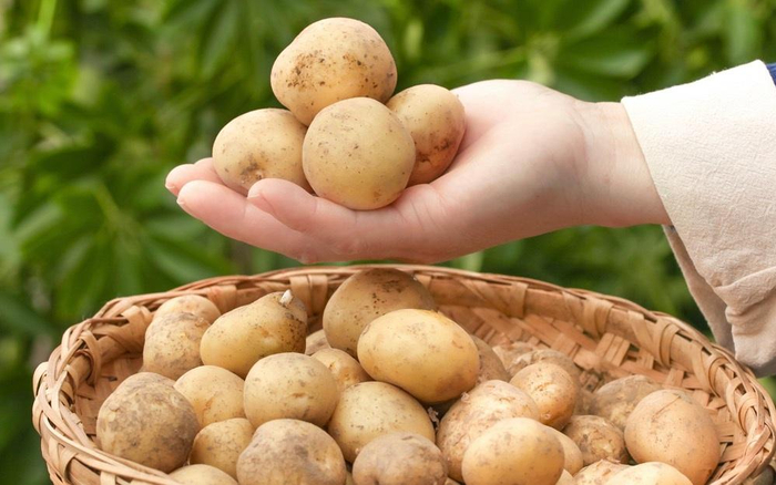 富硒土豆。  图/ICphoto