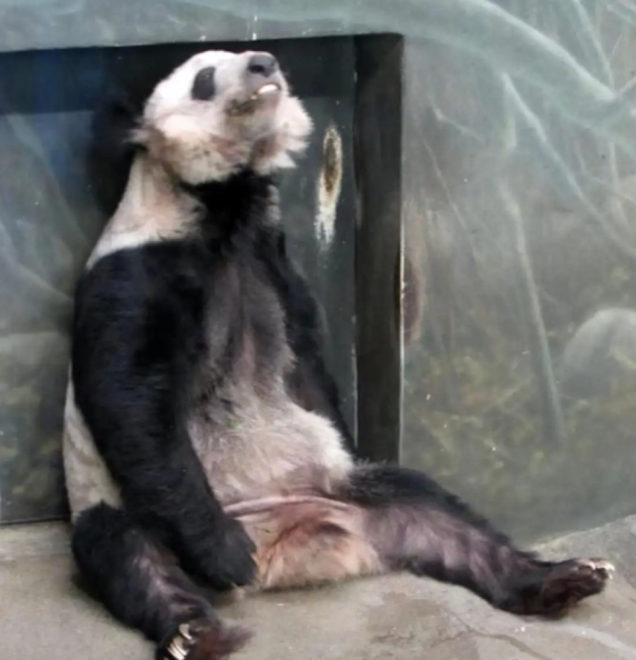 ▲“丫丫”的健康状况令人担心。