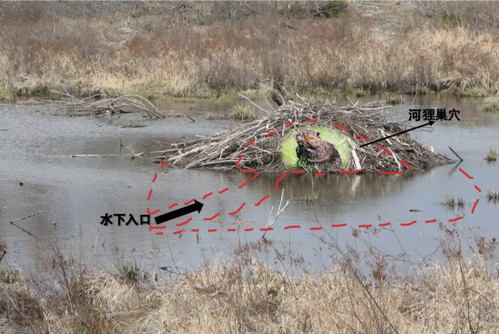 河狸巢穴示意图，制图：马东源，原图片来源 ：Pixabay，拍摄：Bridesmill